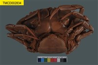 藏品(鏽斑蟳)的圖片